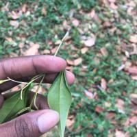 Doona zeylanica Thwaites(Thwaites) P.S.Ashton